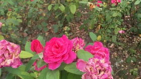 月季苗的浇水和修剪技巧