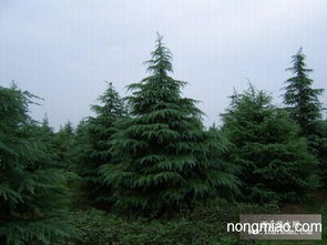 南京汤泉雪松苗木基地概览