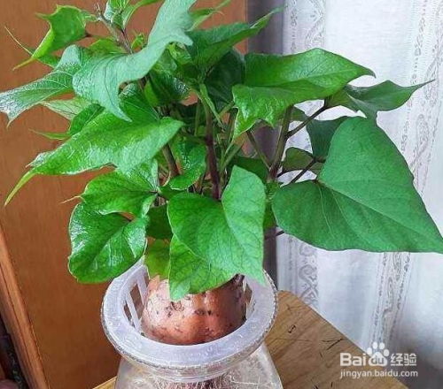 水培红薯种植：准备营养液