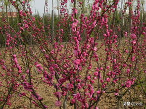 种植苗木的新鲜事儿：土地补贴政策了解一下？