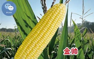 药害的表现与应对