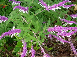 紫茉莉：耐旱耐盐， 道路边的好伴侣