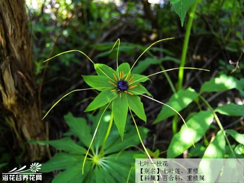 现在新品种梗牛了！云南农科院刚推出的