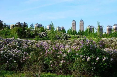 拼栽技术， 细节决定成败