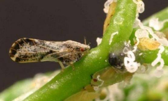 柑橘木虱农药灭杀方法：科学与实践相结合