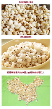 薏米收获：观察时机