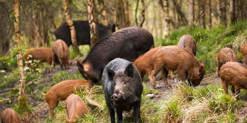 揭秘野猪繁殖力：惊人繁殖能力背后的秘密