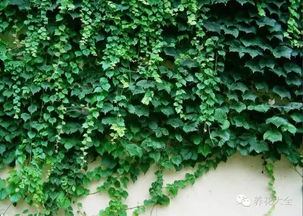 爬山虎为什么不宜养在室内？