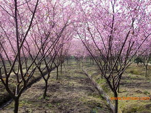 美人梅树苗， 价格大比拼