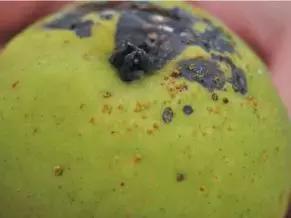 套袋规程， 防治效果显著