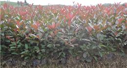 啥是红叶石楠球？