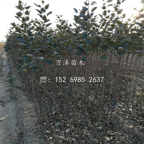 和溪镇苗木花开，富果满枝头