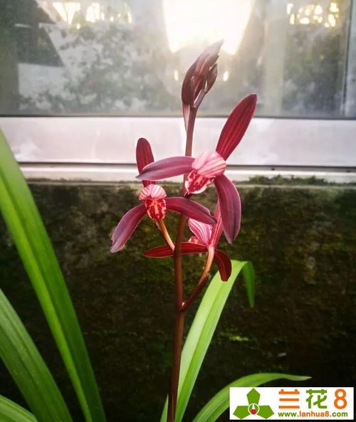 多菌灵的稀释与使用