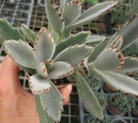 看看这是什么植物？专家在线解答你的疑问