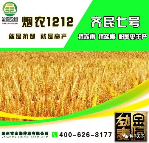 峰川18小麦品种：高效种植新选择！审定公告速递！