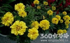 康乃馨花语中美丽多样的含义，能否解释一下它具体代表哪些情感和寓意