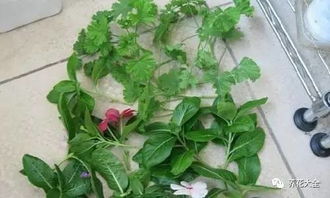 草本红色团状花插活几率高吗？