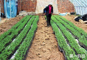防治蔬菜病害：百菌清大显神威