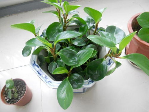 豆瓣绿种植技巧
