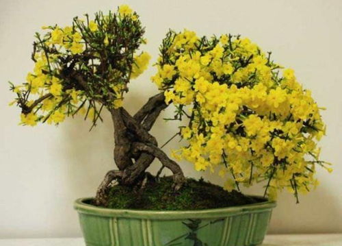 黄色调的花朵，艳丽程度高