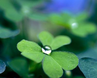 寻草记：矮草的神秘面纱