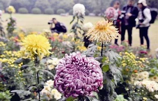 菊花是几月开？看完这篇文章你就全明白了