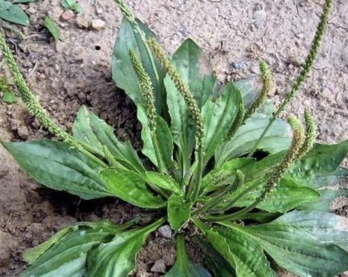 种子处理的重要性