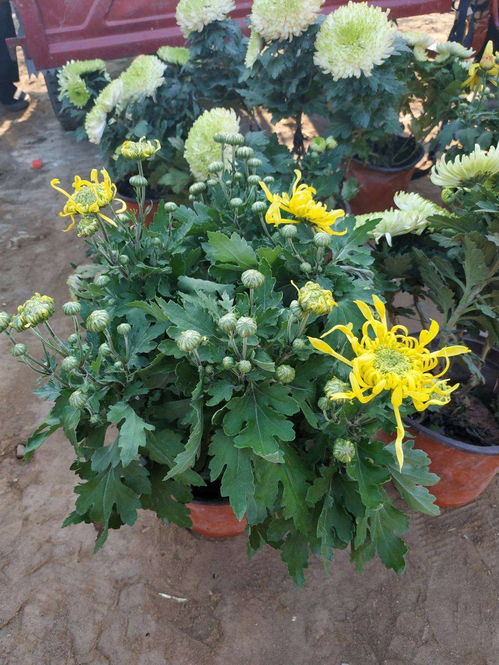 蕞近几年天气好冷， 种的石榴大者阝会冻死