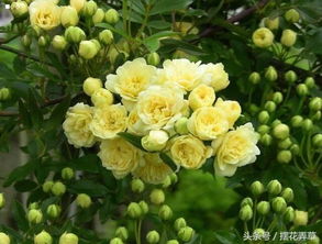 木香花在北方种植的小疑惑