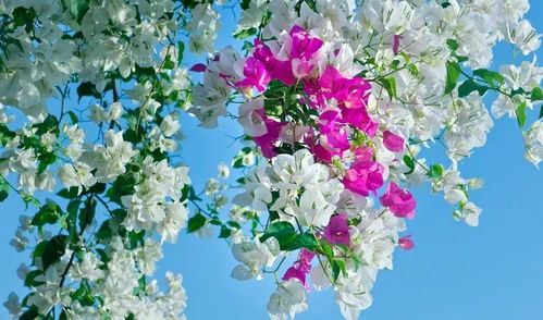 秋天的守护者——黑心菊