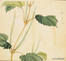 树木中的文化韵味