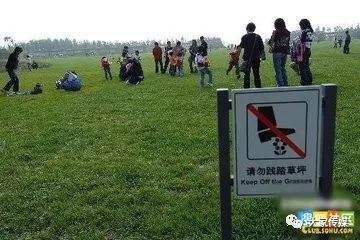 百慕大草：停车位缝里的绿化植物