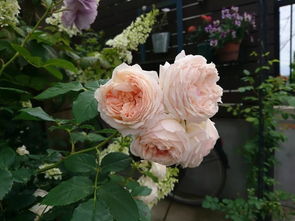 神奇银光月季的花期有多长？