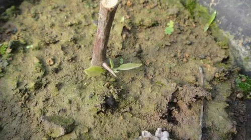 误区1：温度越高越好