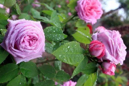 蓝色阴雨月季的藤攀奥秘