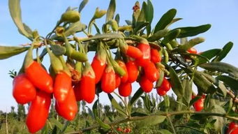 自己种植的乐趣