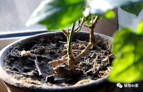 屋卷绢浇水频率和四季养护方法具体是怎样的