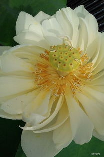 荷花种植前的准备工作