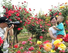 将树状伞状月季修剪为双，上半嵌入“花团锦簇”
