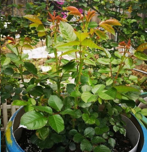 藤本月季春季横拉修剪抹芽后的开花之谜