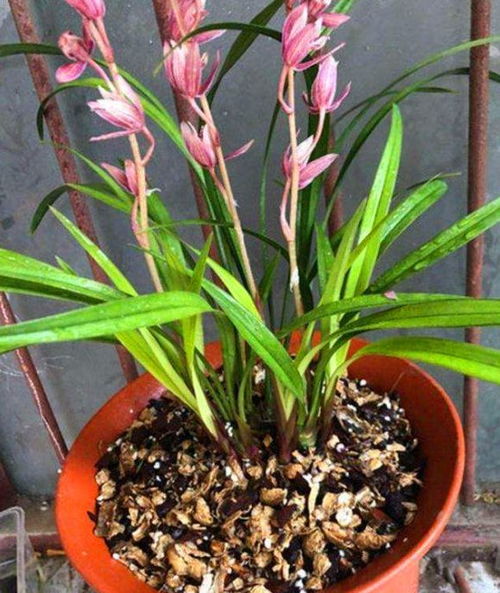 施肥时间，讲究科学