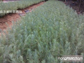 树形不同， 价值各异