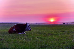 秋天的色彩盛宴：草原农场里的五彩花朵
