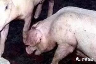 猪反复咳嗽喘气，如何快速鉴别9种常见病症？