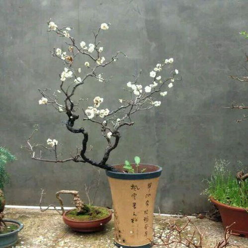 龙游梅如何科学养殖？有哪些注意事项和技巧