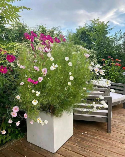 夏日花园的秘密武器：这些花耐高温，你选对了吗？