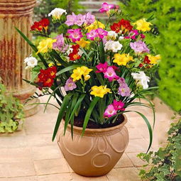 室内绿化——耐阴植物