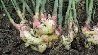 生姜适合哪种土壤种植？栽培生姜的最佳技术有哪些要点