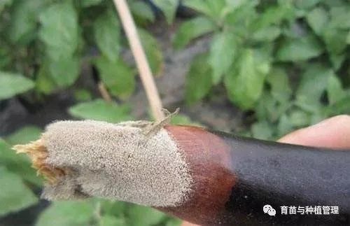 灰霉病的恐怖降临