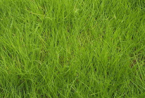 盐碱地怎么整？